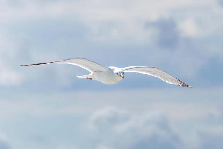 experience the thrill of gliding through the sky with graceful, silent flight. discover the beauty of soaring effortlessly and explore the art of gliding today.